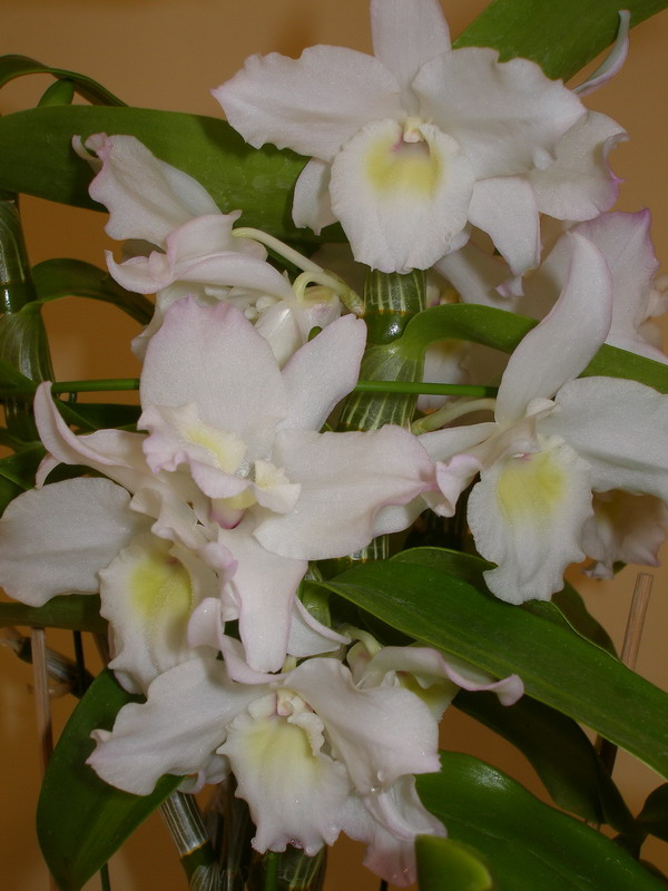 Dendrobium nobile Spring Dream 'Apollon'.jpg