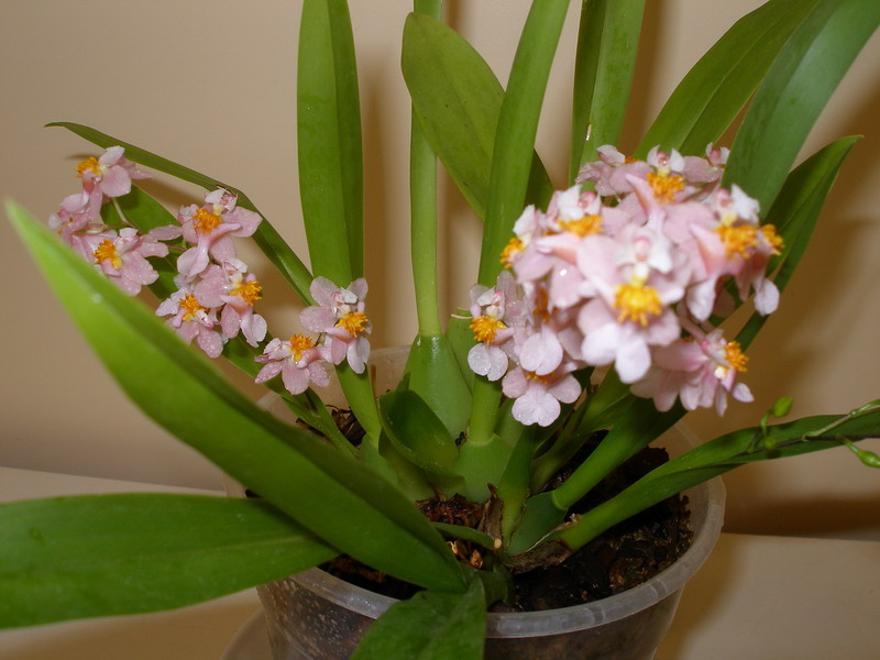 Oncidium Tsiku Marguerite 'Romantic Fantasy' 231211.jpg