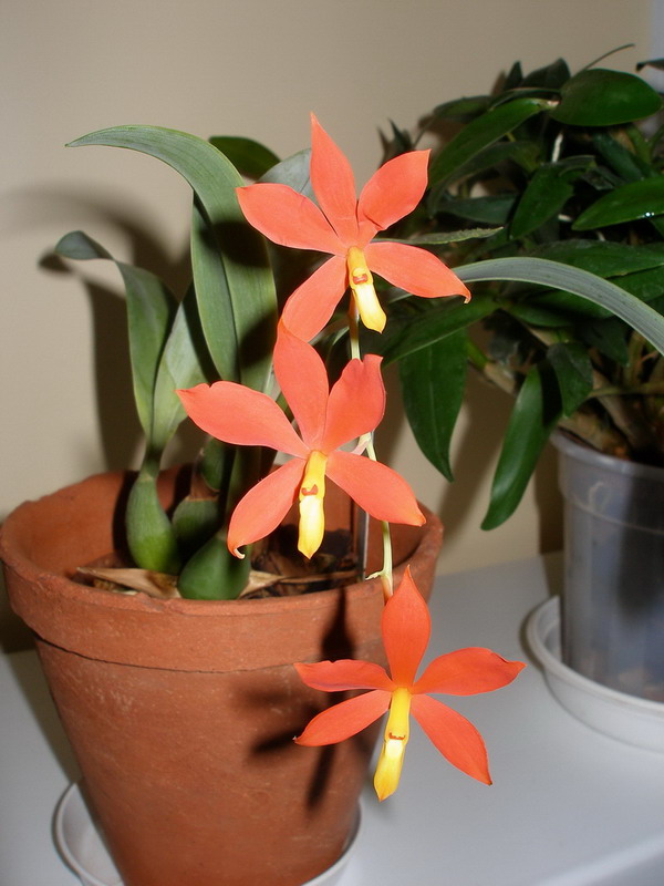 Encyclia vittelina Schwerter 290212.jpg