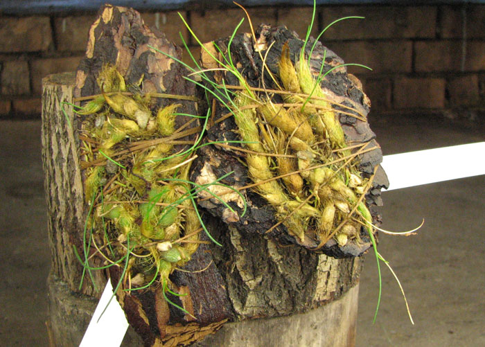 Isabelia virginalis.jpg