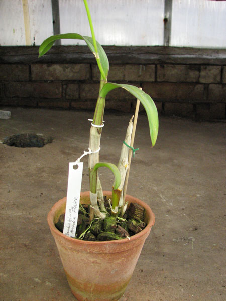 Dendrobium Anucha Flare.jpg