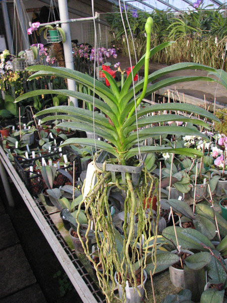 Vanda Somsri Pink x Vanda Golamcos Blue Magic.jpg