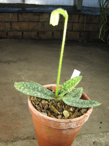 Paphiopedilum delenatii alba.jpg