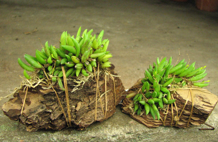 Pleurothallis leptotifolia.jpg