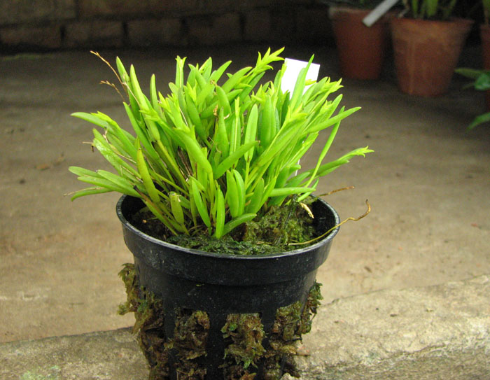 Pleurothallis sonderana.jpg