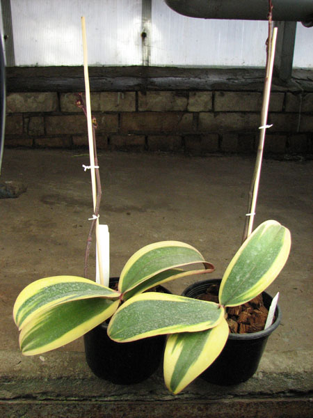 Phalaenopsis Matou Freed.jpg