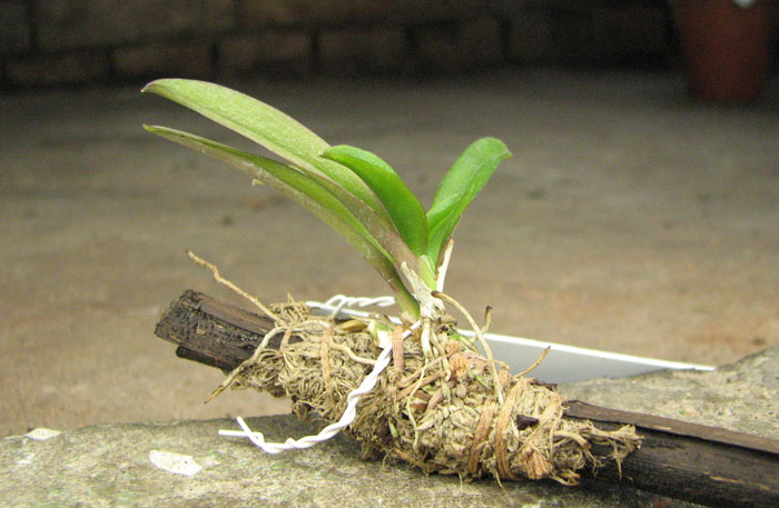 Ionopsis utricularioides.jpg