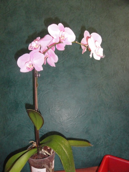 DSC00637 (810 x 1080) (450 x 600).jpg