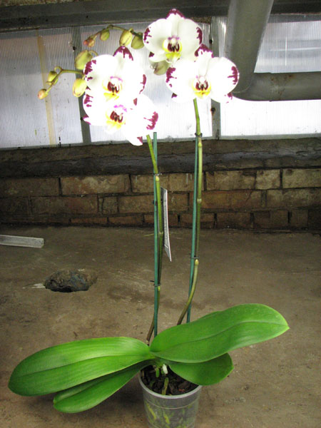 Phal Elegant Wibi Soerjadi.jpg