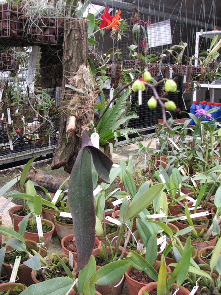 Phalaenopsis sanderiana.jpg