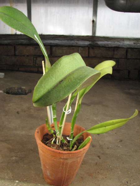 Cattleya jenmanii coerulea 'Pedra Azul' x SELF.jpg