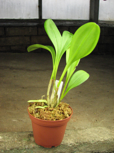 Masdevallia Cassiope (coccinea x triangularis).jpg