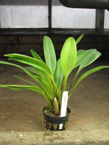 Masdevallia cerastes.jpg