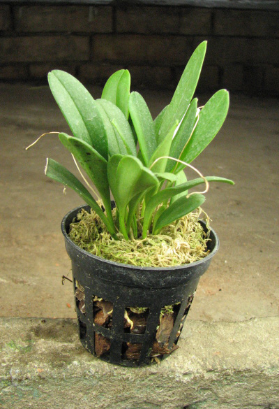 Masdevallia floribunda.jpg