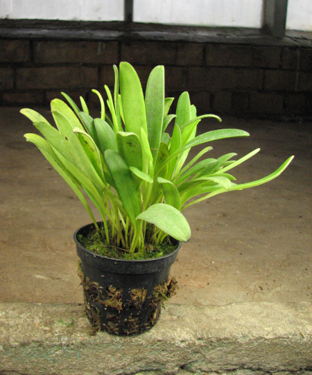 Masdevallia campyloglossa.jpg