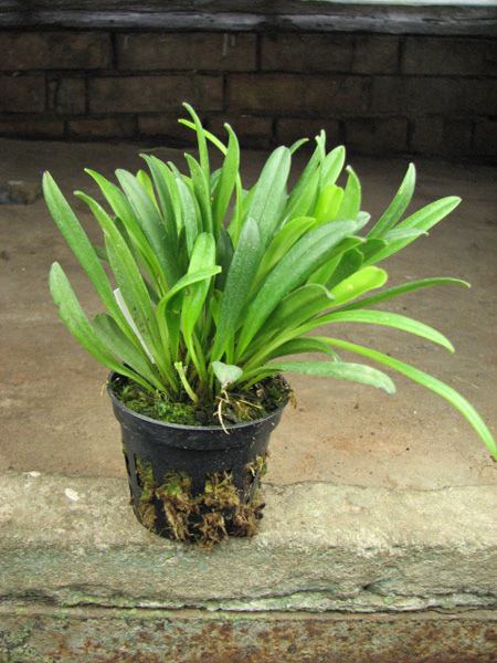 Masdevallia herradurae.jpg