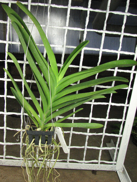 Vanda Manuvadee x Vanda Dr Anek.jpg