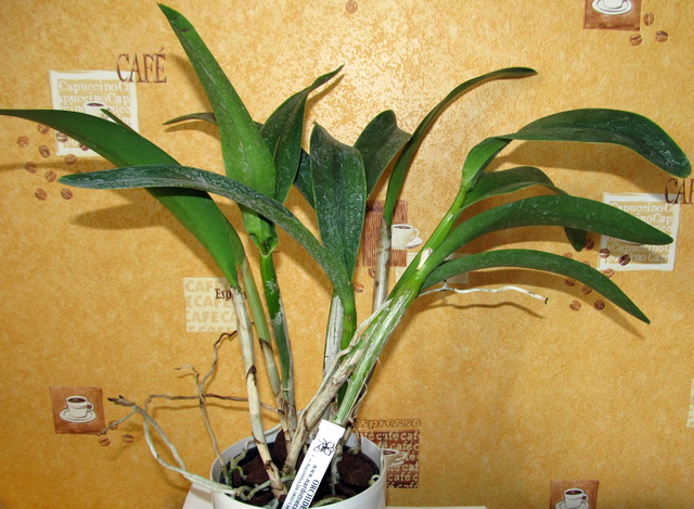 Cattleya Daffodil hybrid