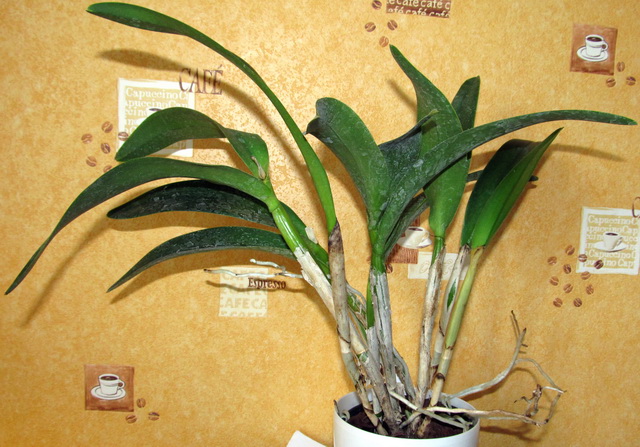 Cattleya Daffodil hybrid - 9 туберидиев