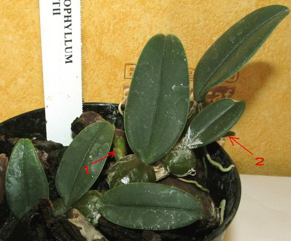 Bulbophyllum frostii - два роста