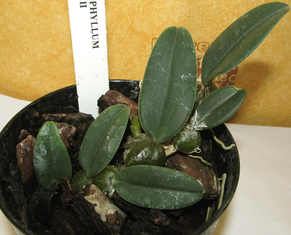 Bulbophyllum frostii