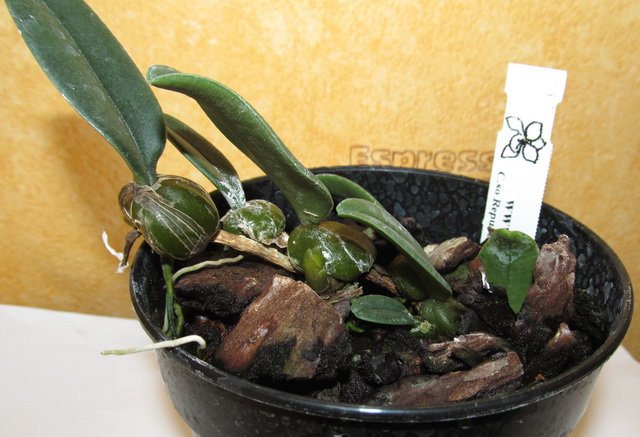Bulbophyllum frostii1.jpg