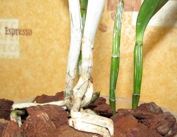 Blc. Hawaiian Satisfaction 'Romantic'