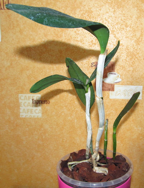 Blc. Hawaiian Satisfaction 'Romantic'