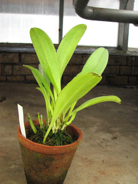 Masdevallia polysticta.jpg
