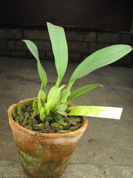 Trichopilia tortillis.jpg