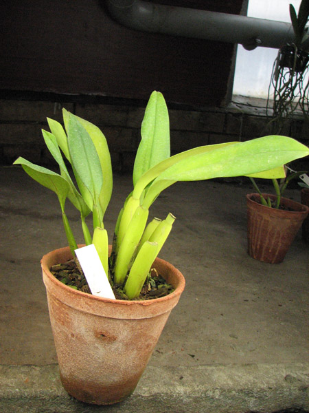 Trichopillia Senne Star (tortilis 'large' x turialbae 'alpha').jpg