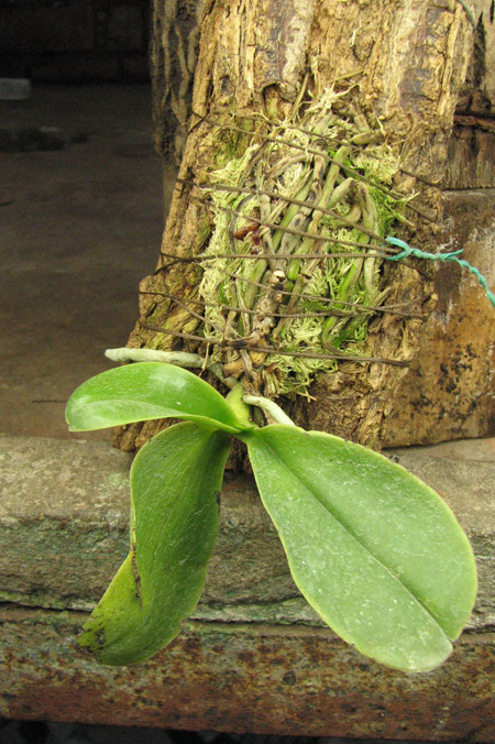 Phalaenopsis pulchra.jpg