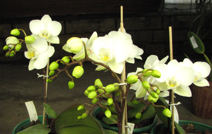 Phalaenopsis hybrid миниатюрный белый.jpg