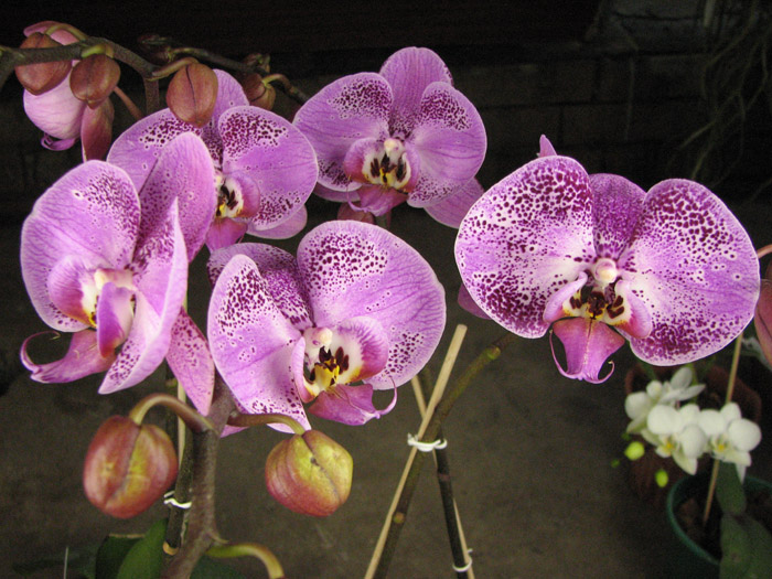 Doritaenopsis Lianher Beauty 'M-1'.jpg