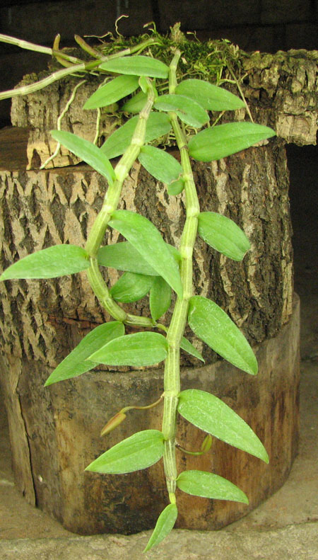 Dendrobium pierardii.jpg