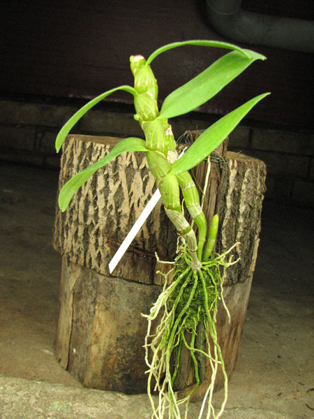 Dendrobium nobile 'Spring Poesie'.jpg