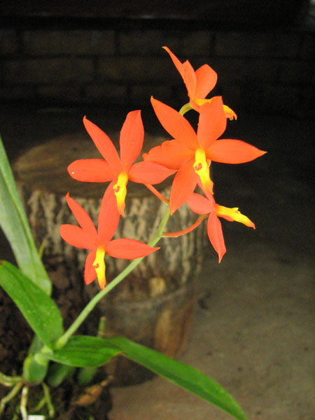 Prosthechea vitellina.jpg