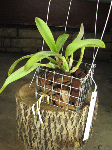 Laelia pumila.jpg