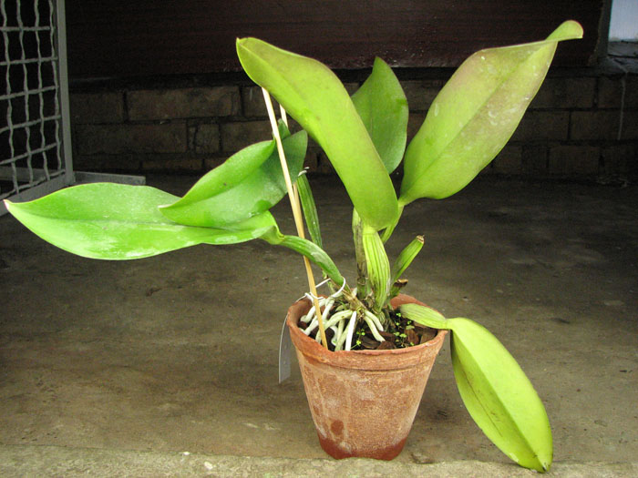 Laeliocattleya Redglen 'Eureka' (Buccaneer x George Cutler).jpg