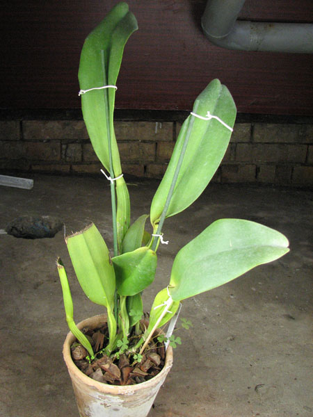 Laeliocattleya Taiwan Beauty 'Dubble Face'.jpg