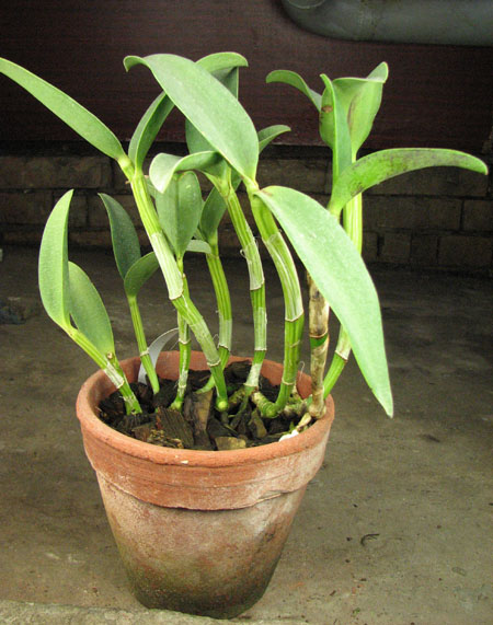 Cattleya Green Emerald 'Stack'.jpg