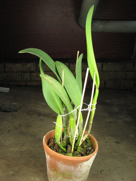 Brassocattleya Golf Green 'Hair Pig'.jpg