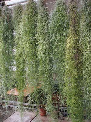 Tillandsia usneoides.jpg