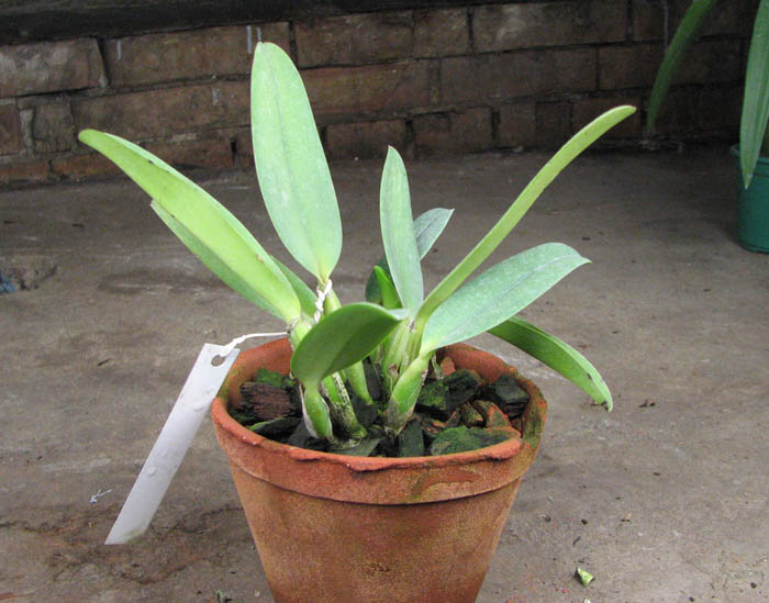 Cattleya labiata amesiana 'Bela' (Z-8) x SELF.jpg