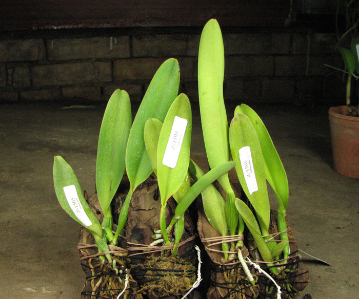 Cattleya dowiana rosea x self.jpg
