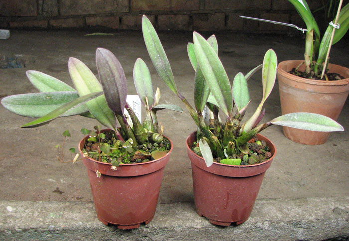 Laelia milleri.jpg