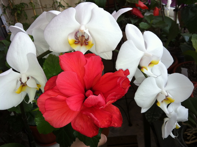 кровь и молоком