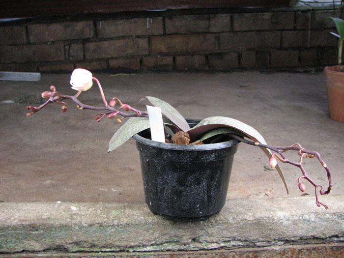 Phalaenopsis Rothschildiana.jpg