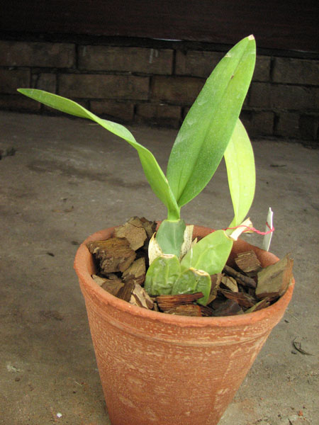 Cuitlauzina pendulum.jpg