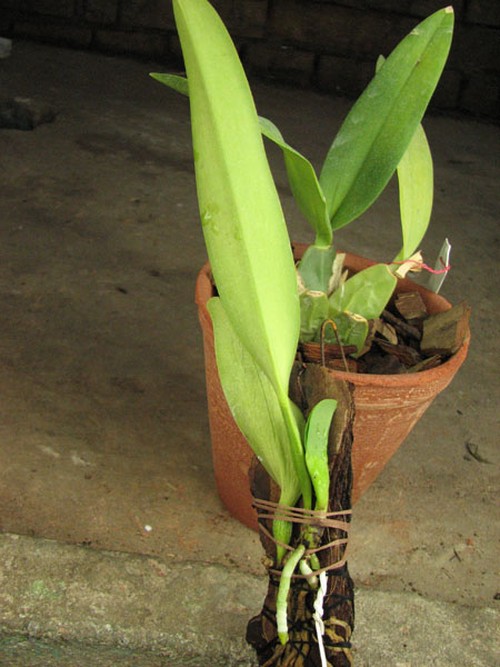 Cattleya dowiana rosea.jpg
